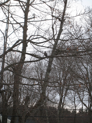Hawk in the tree (12-25-2010 11:17)