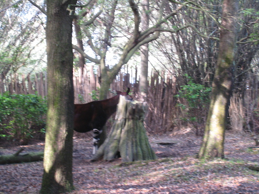 Zebu at the Animal Kingdom (02-24-2011 09:05)