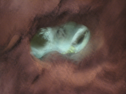 Naked mole rats at the Animal Kingdom (02-24-2011 09:09)