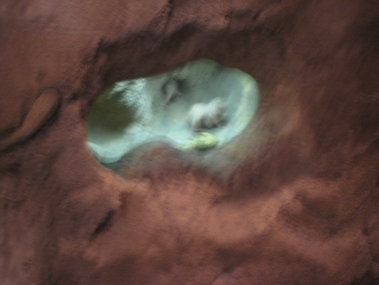 Naked mole rats at the Animal Kingdom (02-24-2011 09:09)