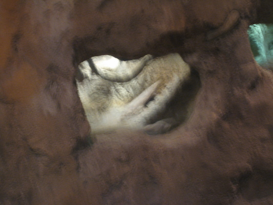 Naked mole rats at the Animal Kingdom (02-24-2011 09:09)