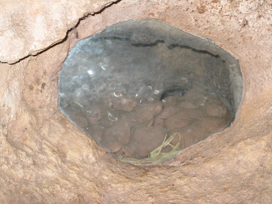 Naked mole rats at the Animal Kingdom (02-24-2011 09:09)