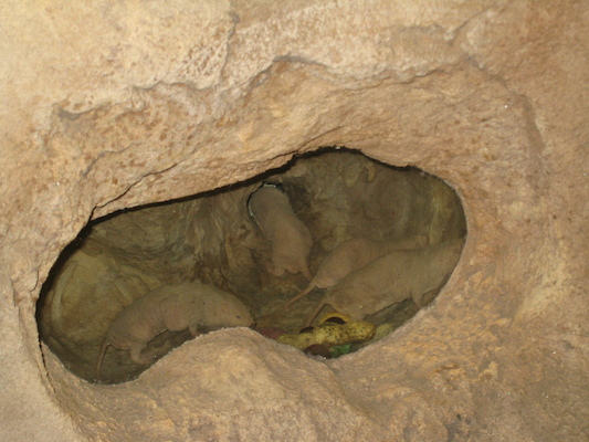 Naked mole rats at the Animal Kingdom (02-24-2011 09:09)