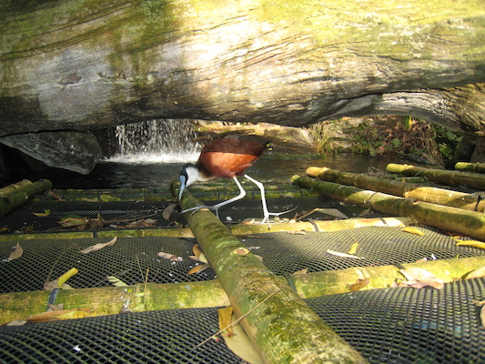 Bird at the AK (02-24-2011 09:18)