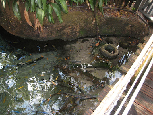 Fish at the AK (02-24-2011 09:19)