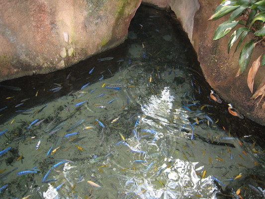 Fish at the AK (02-24-2011 09:19)