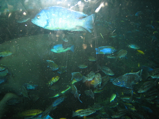 Fish at the AK (02-24-2011 09:21)