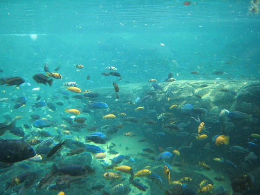 Fish at the AK (02-24-2011 09:21)