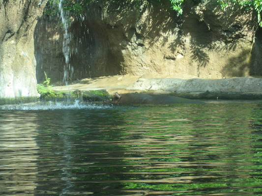 Hippo at the AK (02-24-2011 09:22)