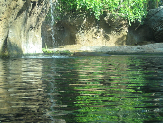 Hippo at the AK (02-24-2011 09:22)