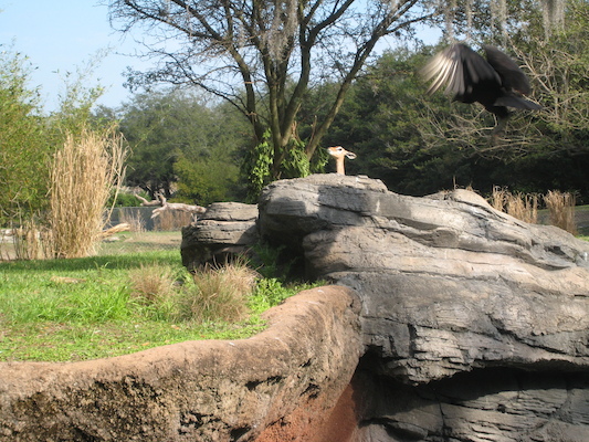 Little deer at the AK (02-24-2011 09:25)