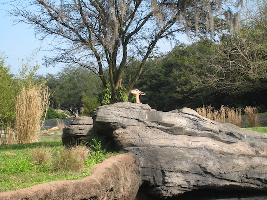 Little deer at the AK (02-24-2011 09:25)