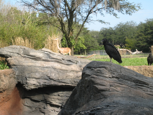 Little deer at the AK (02-24-2011 09:25)