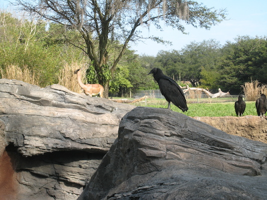 Little deer at the AK (02-24-2011 09:26)