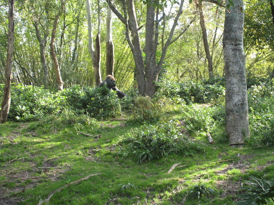 Gorillas at the AK (02-24-2011 09:38)