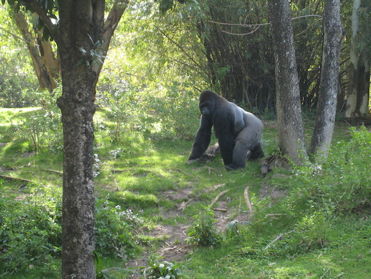 Gorillas at the AK (02-24-2011 09:38)