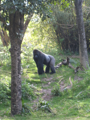 Gorillas at the AK (02-24-2011 09:38)
