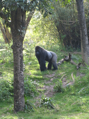 Gorillas at the AK (02-24-2011 09:39)