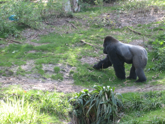 Gorillas at the AK (02-24-2011 09:39)