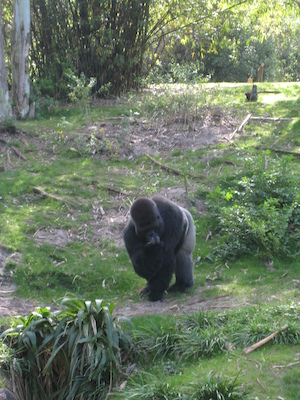 Gorillas at the AK (02-24-2011 09:39)
