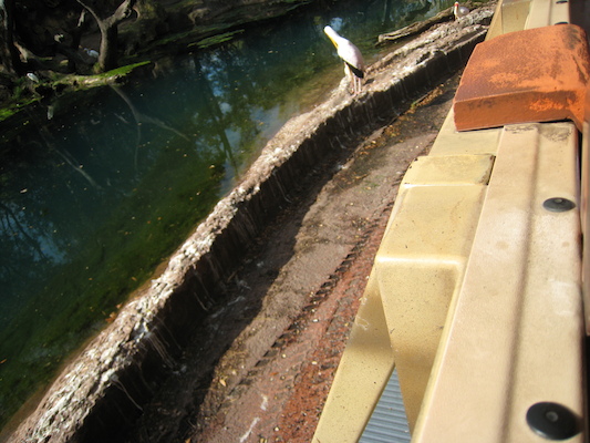 The safari ride by Tim (02-24-2011 10:07)