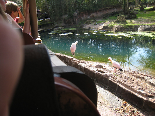 The safari ride by Tim (02-24-2011 10:07)