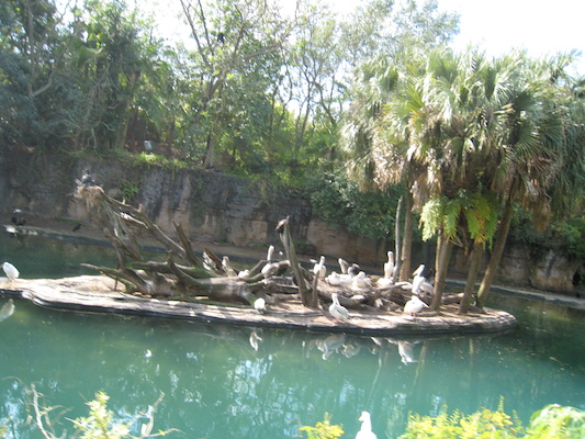 The safari ride by Tim (02-24-2011 10:09)