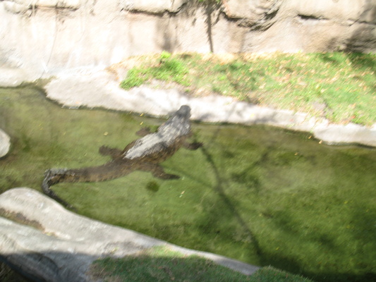 The safari ride by Tim (02-24-2011 10:10)