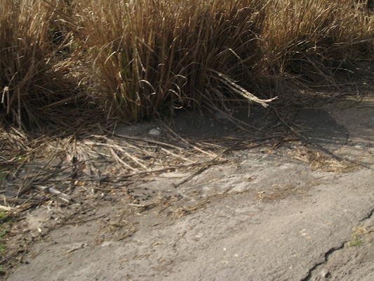 The safari ride by Tim (02-24-2011 10:12)