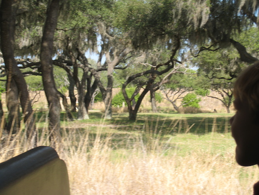 Cole on the safari ride by Tim (02-24-2011 10:12)