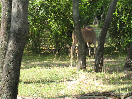 The safari ride by Tim (02-24-2011 10:12)