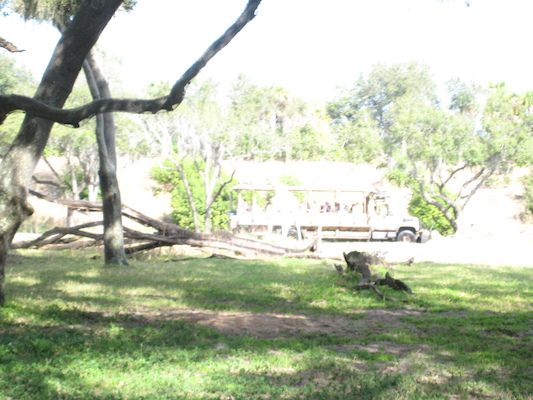 The safari ride by Tim (02-24-2011 10:12)