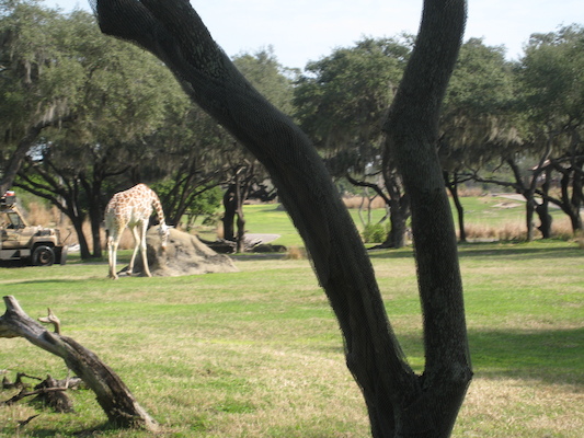 The safari ride by Tim (02-24-2011 10:13)