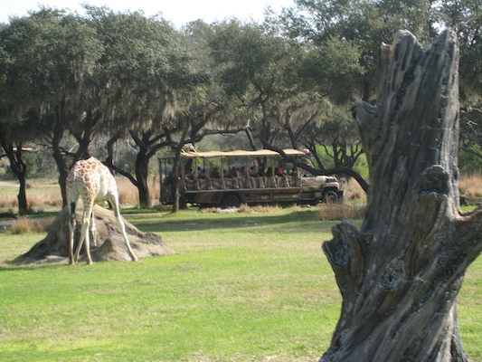 The safari ride by Tim (02-24-2011 10:13)