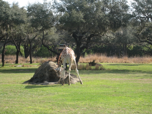 The safari ride by Tim (02-24-2011 10:13)