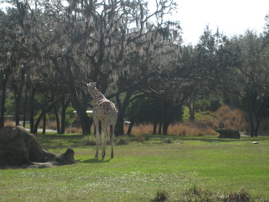 The safari ride by Tim (02-24-2011 10:13)