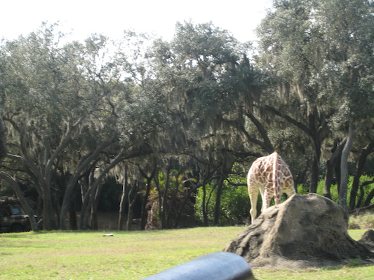 The safari ride by Tim (02-24-2011 10:13)