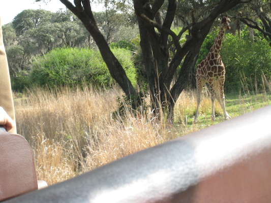 The safari ride by Tim (02-24-2011 10:14)