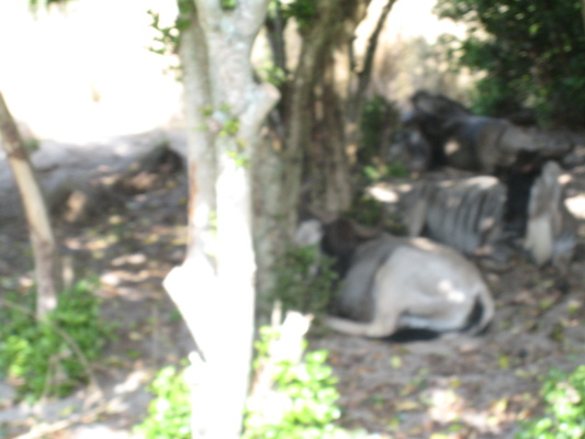 The safari ride by Tim (02-24-2011 10:15)