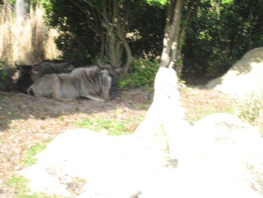 The safari ride by Tim (02-24-2011 10:15)