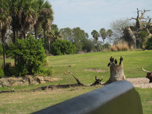 The safari ride by Tim (02-24-2011 10:15)