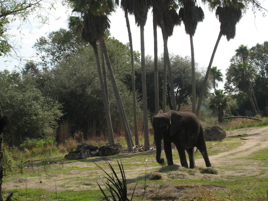 The safari ride by Tim (02-24-2011 10:19)