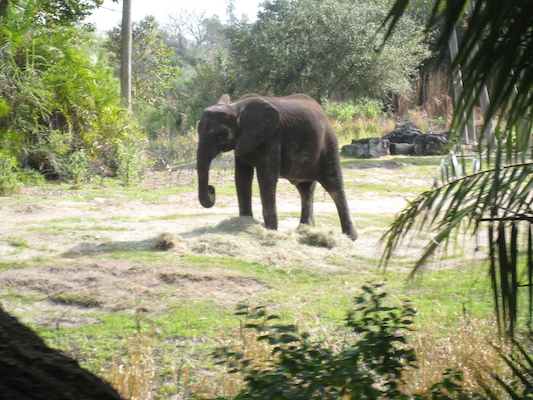 The safari ride by Tim (02-24-2011 10:19)