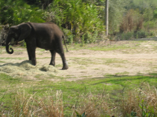 The safari ride by Tim (02-24-2011 10:19)