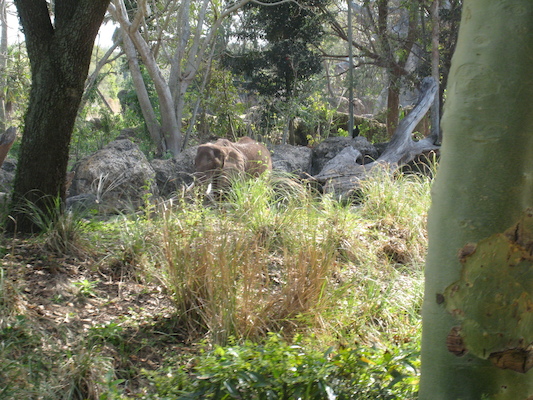 The safari ride by Tim (02-24-2011 10:19)