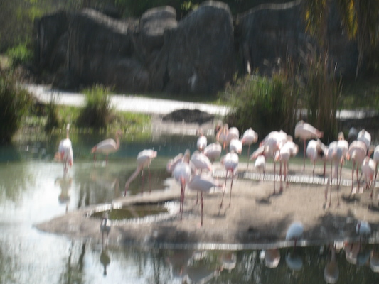 The safari ride by Tim (02-24-2011 10:20)