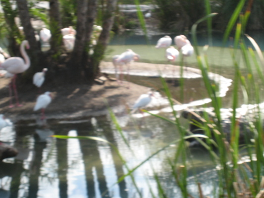 The safari ride by Tim (02-24-2011 10:20)