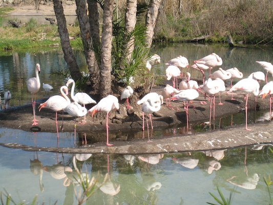 The safari ride by Tim (02-24-2011 10:21)