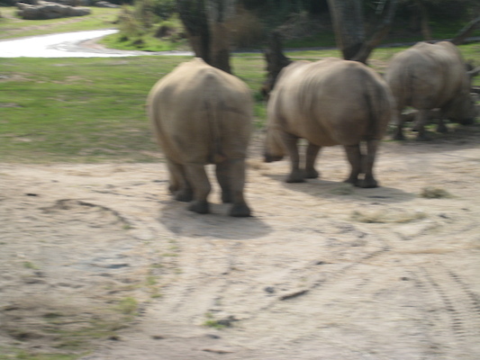 The safari ride by Tim (02-24-2011 10:21)