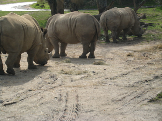 The safari ride by Tim (02-24-2011 10:21)